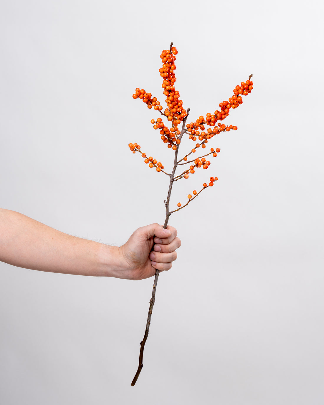 Ilex Verticillata Orange (Winterberry Branches)