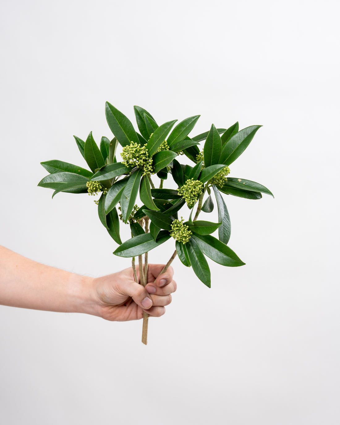 Green Skimmia