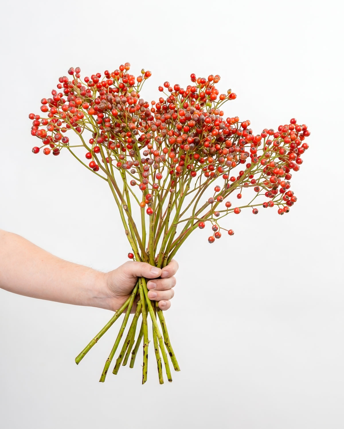 Rosa hips - Mandarin Red