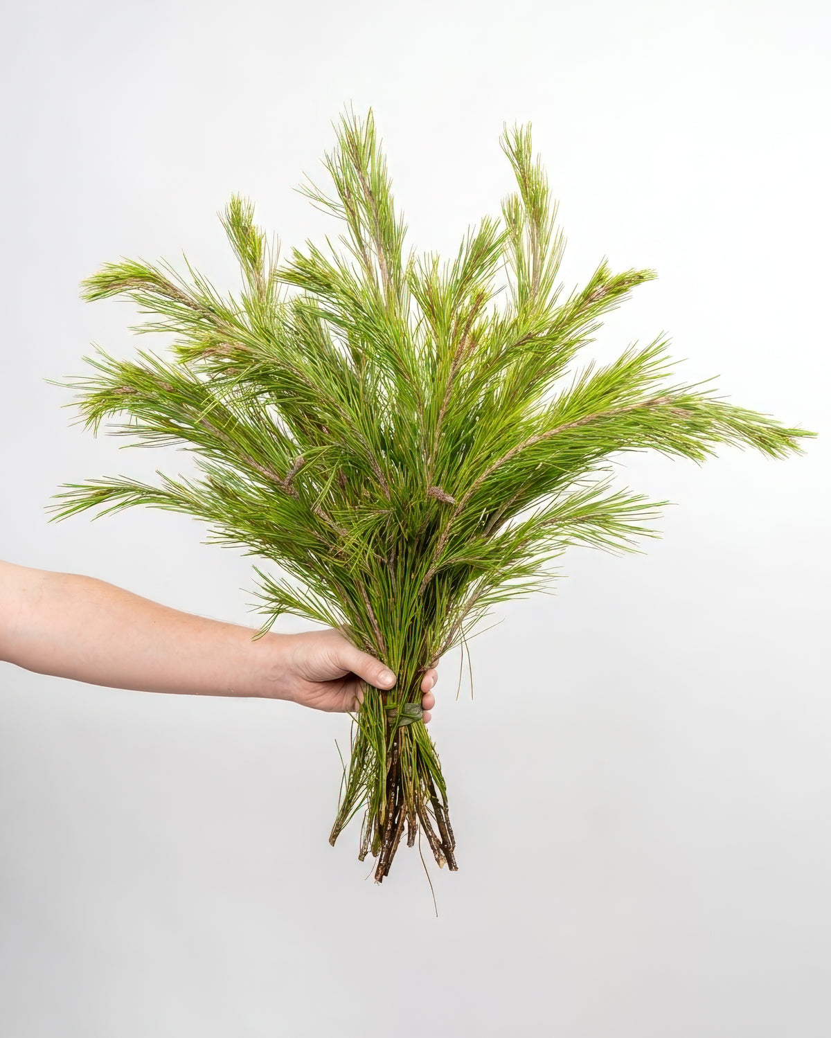Pinus branches