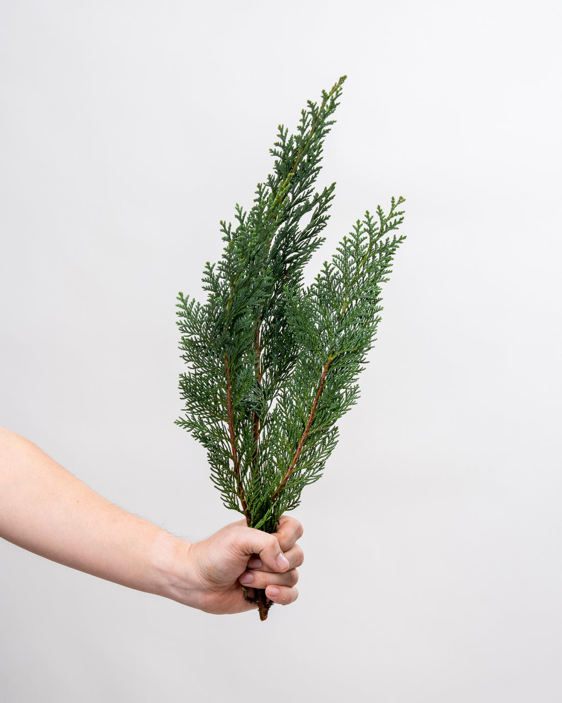 Canifern - Port Orford Cedar Branches