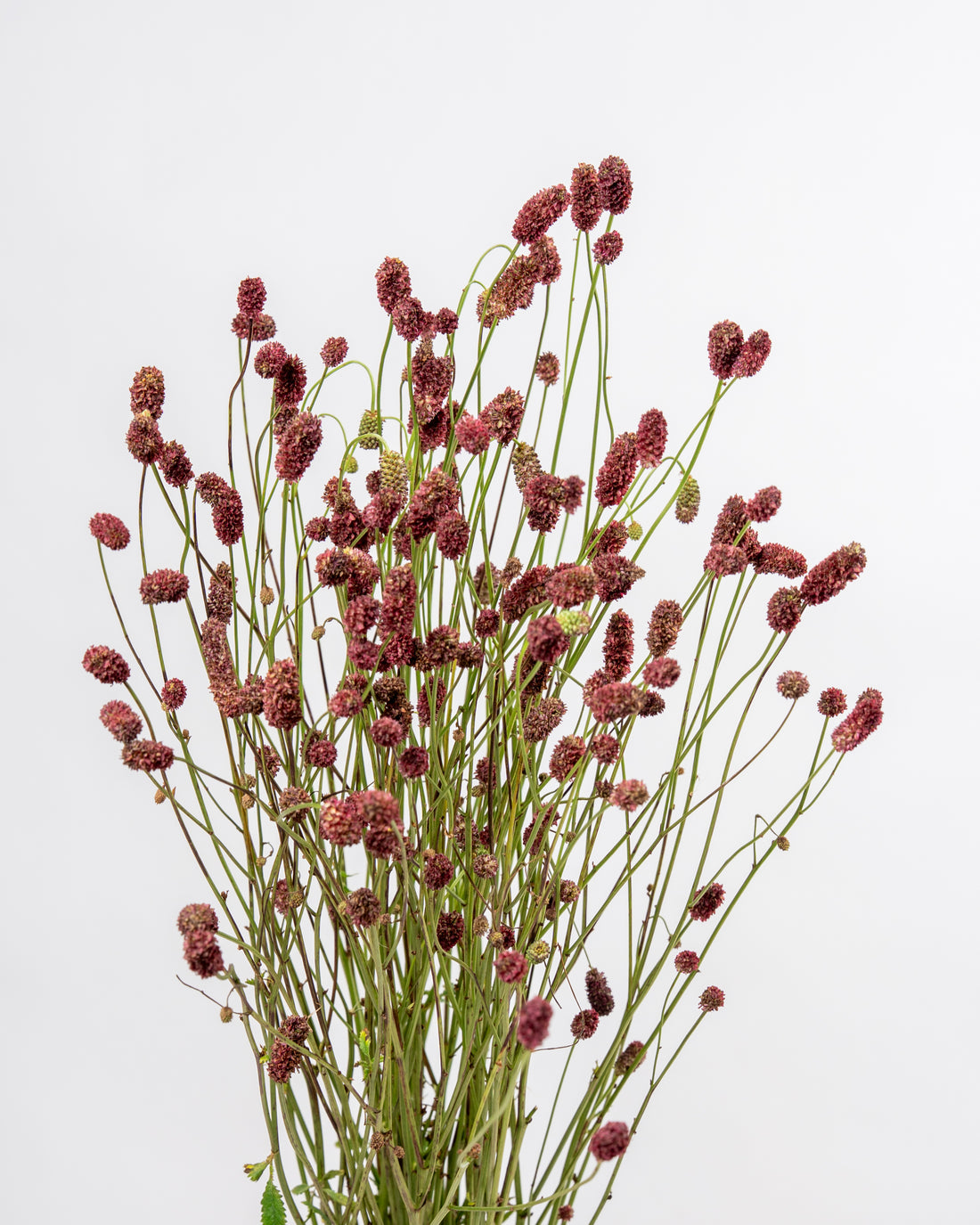Sanguisorba Officinalis - Red Dream