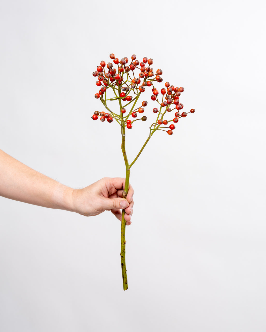 Rosa hips - Mandarin Red