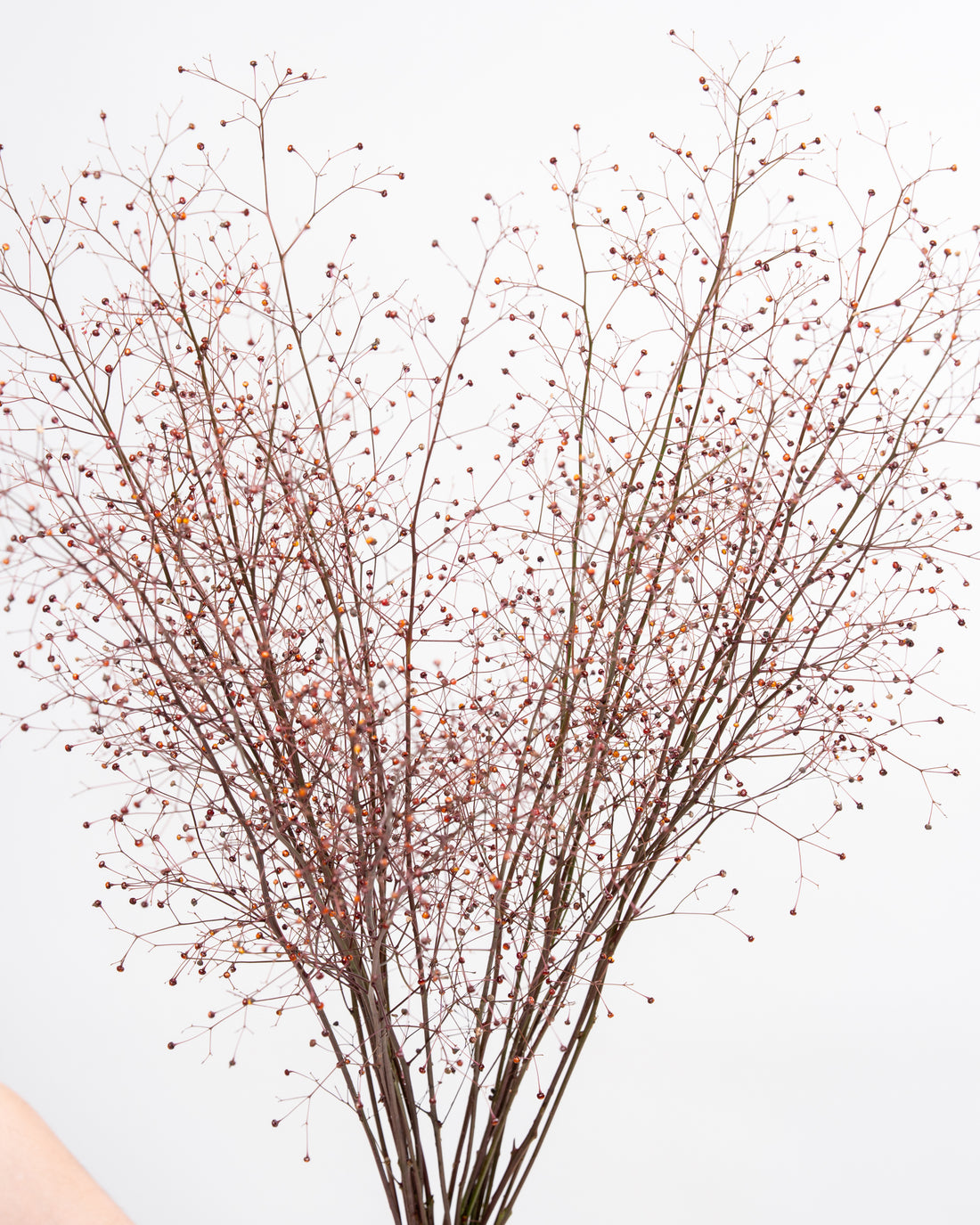 Talinum Paniculatum Long John