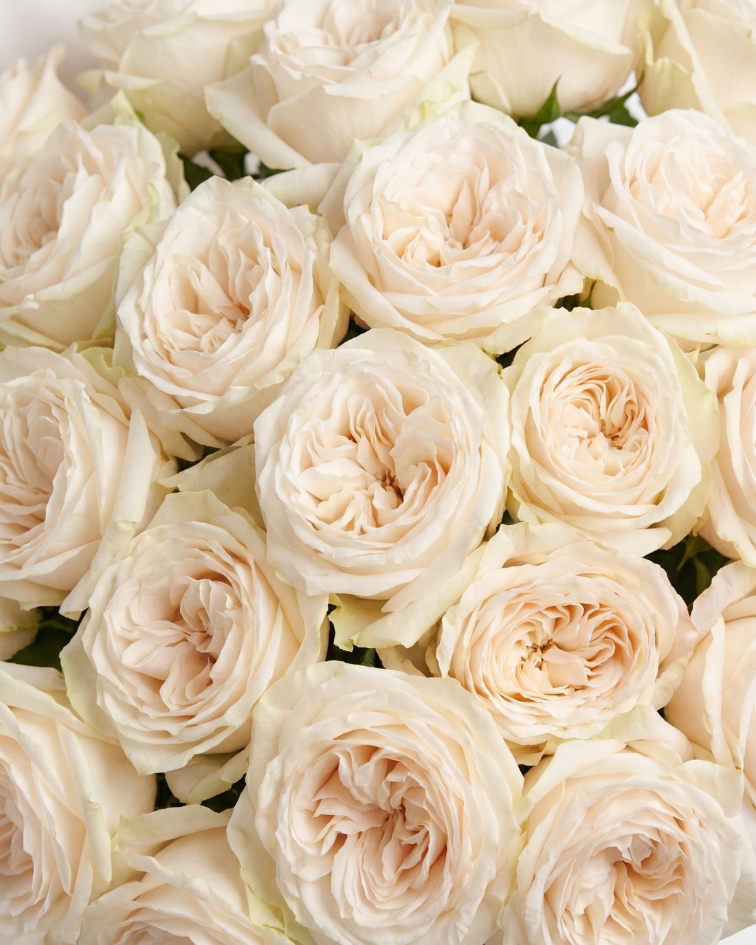 Garden Rose - White Ohara