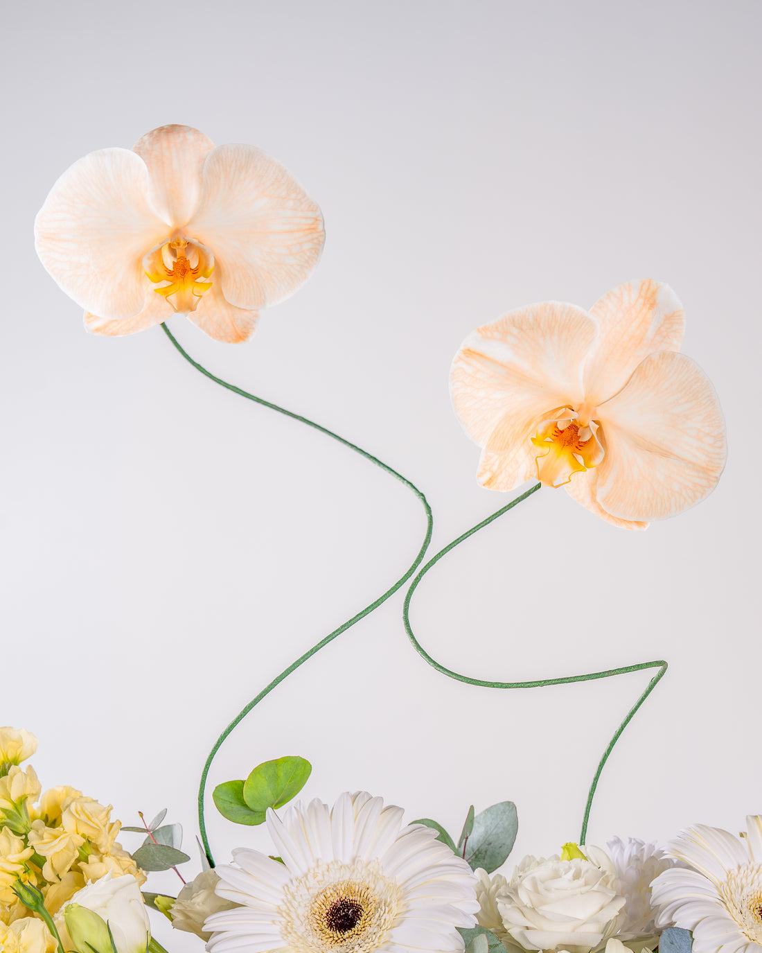 Apricot Elegance Box