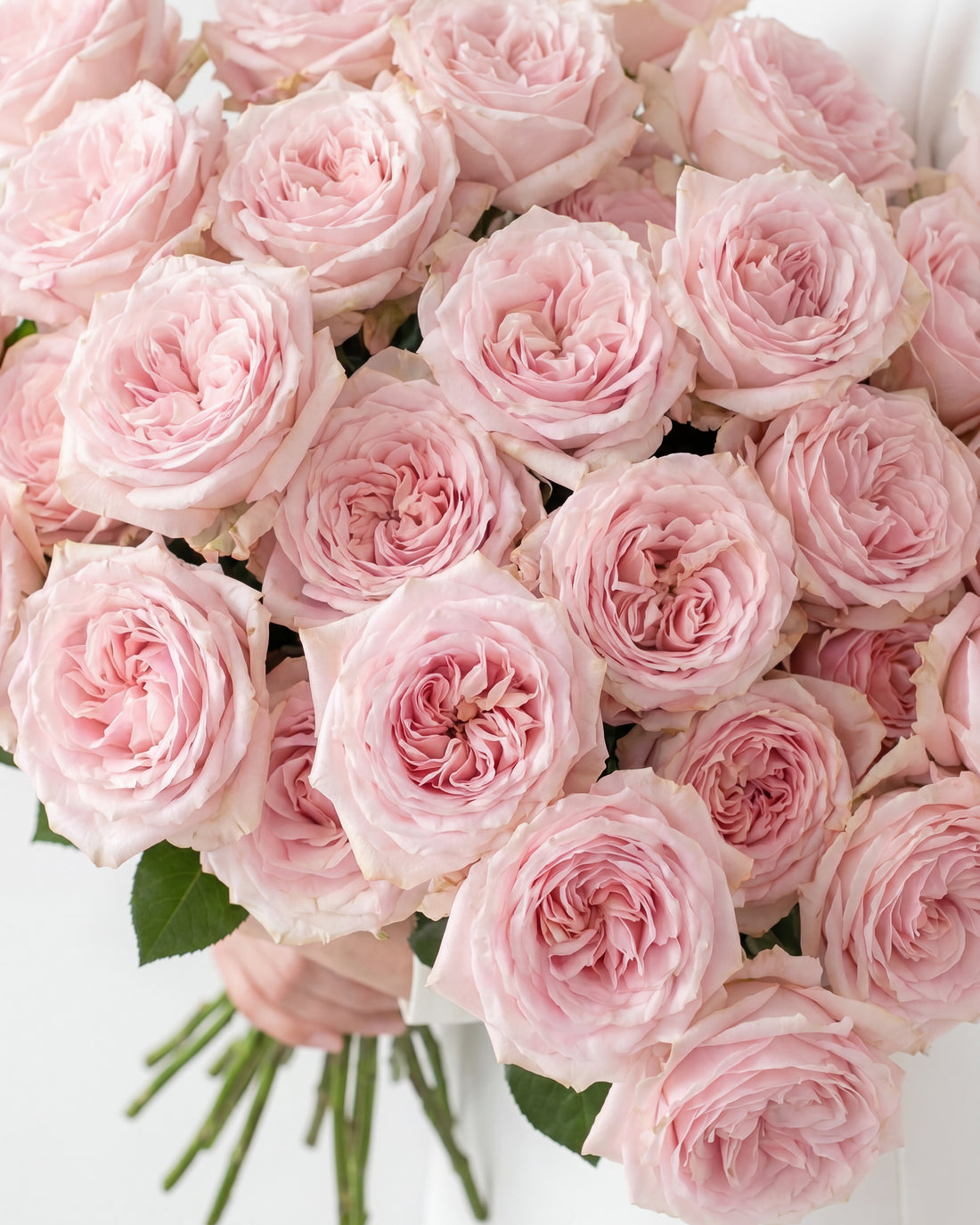 Garden Rose - Soft Pink Ohara Garden