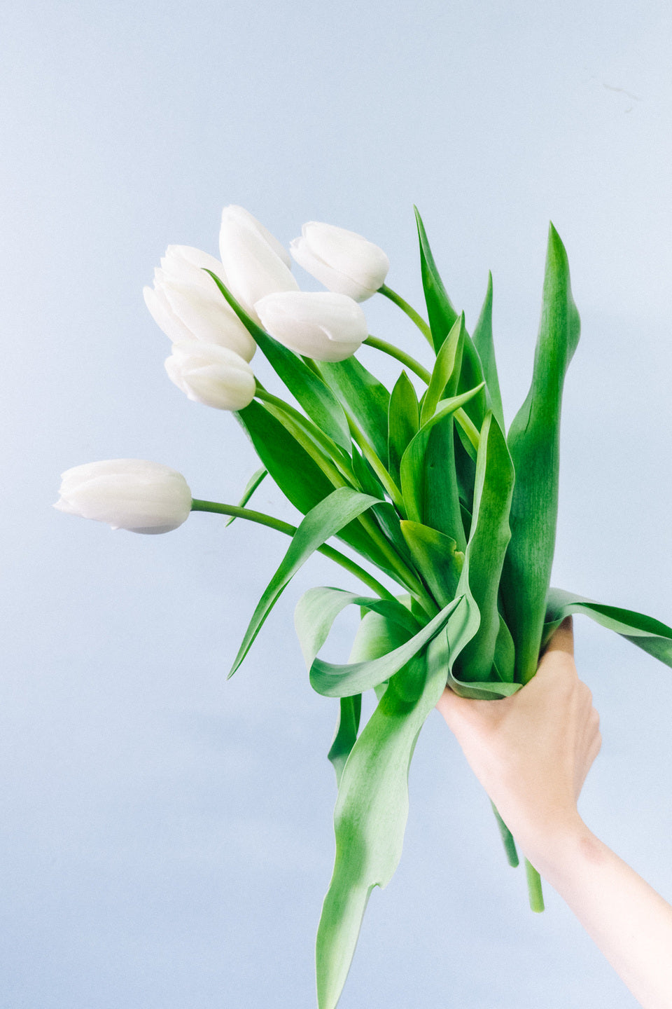 Tulips - Royal White (20 Stems)