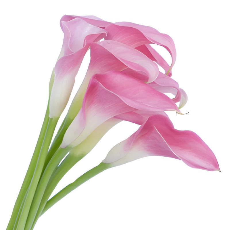 Calla Lily - Pink (10 Stems)