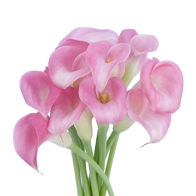 Calla Lily - Pink (10 Stems)