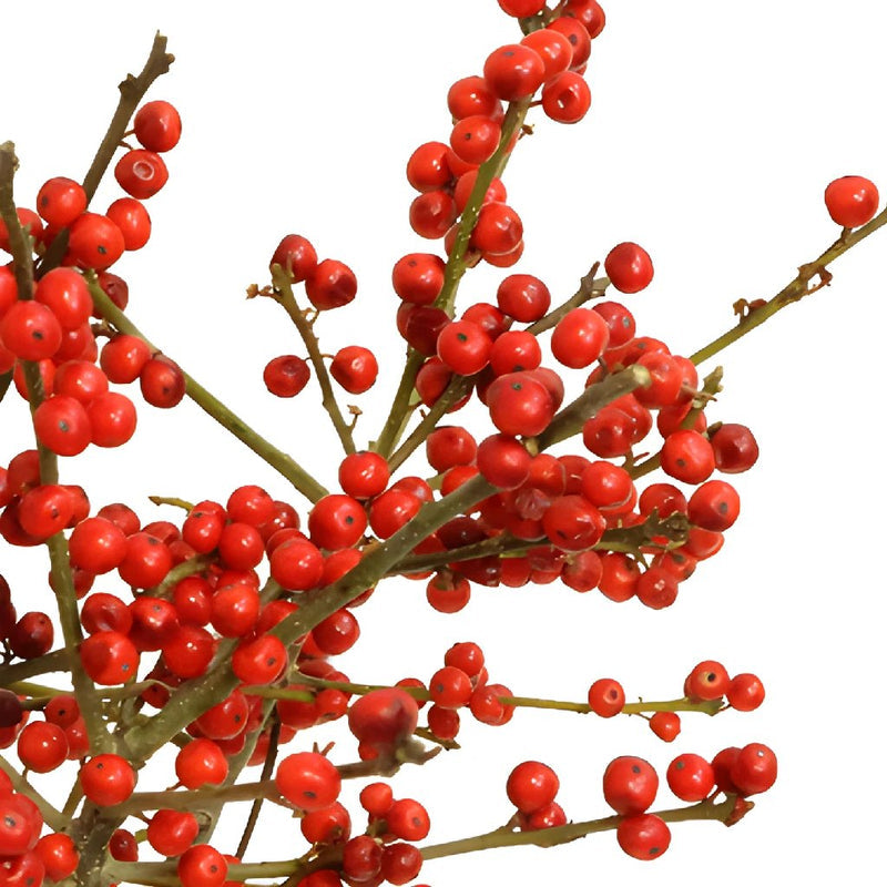 Red Ilex Winterberry Branches (5 Stems)