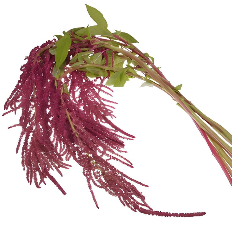 Amaranthus - Red Hanging (10 Stems)