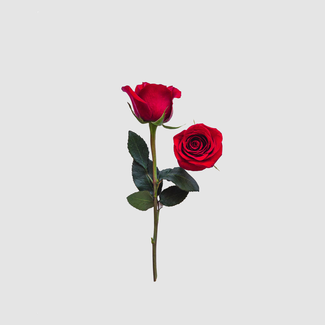 Roses - Ever Red (20 Stems)