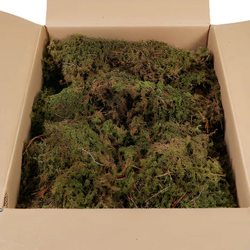 Fresh Sheet Moss (1 Bunch)