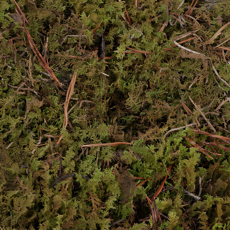 Fresh Sheet Moss (1 Bunch)