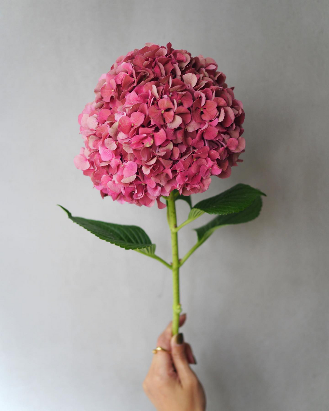 Hydrangea - Glowing Alps Pink ( 5 Stems )