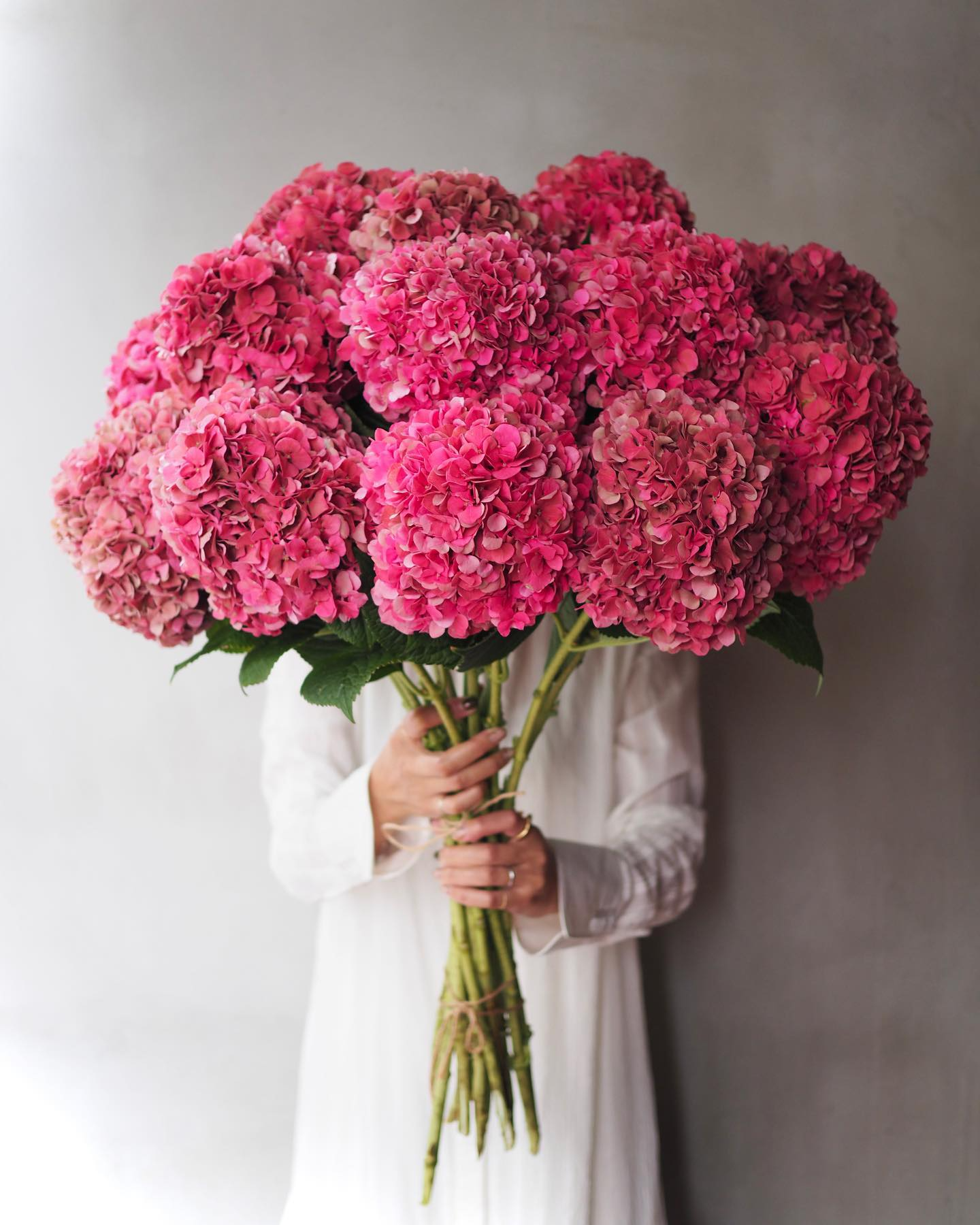 Hydrangea - Glowing Alps Pink ( 5 Stems )