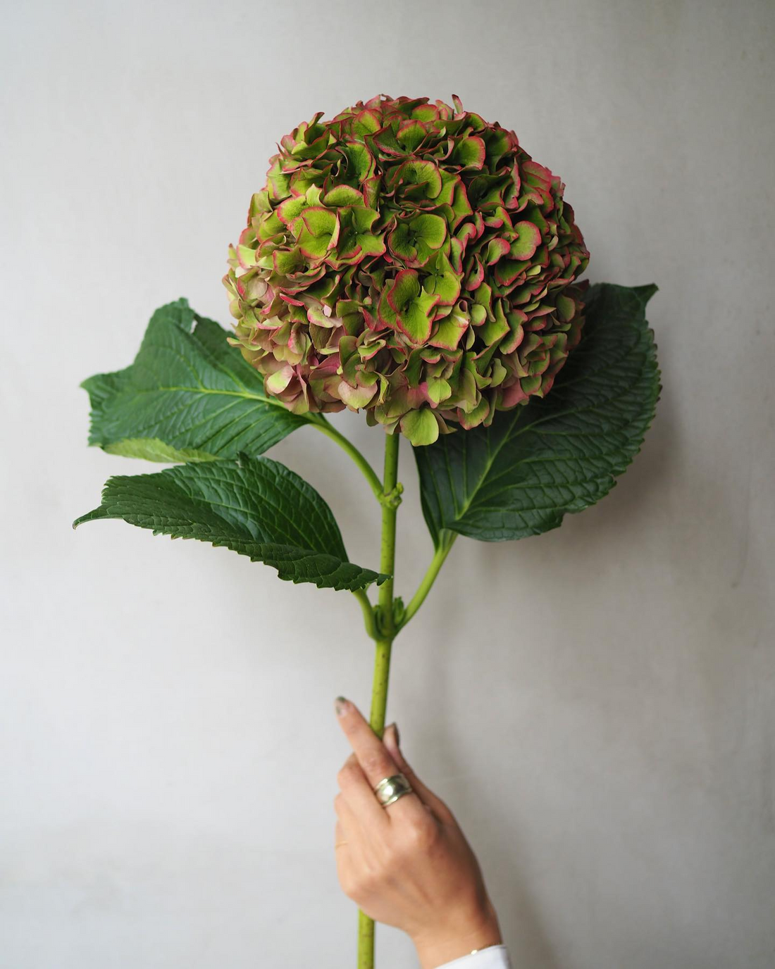 Hydrangea - Royal Palace ( 5 stems )