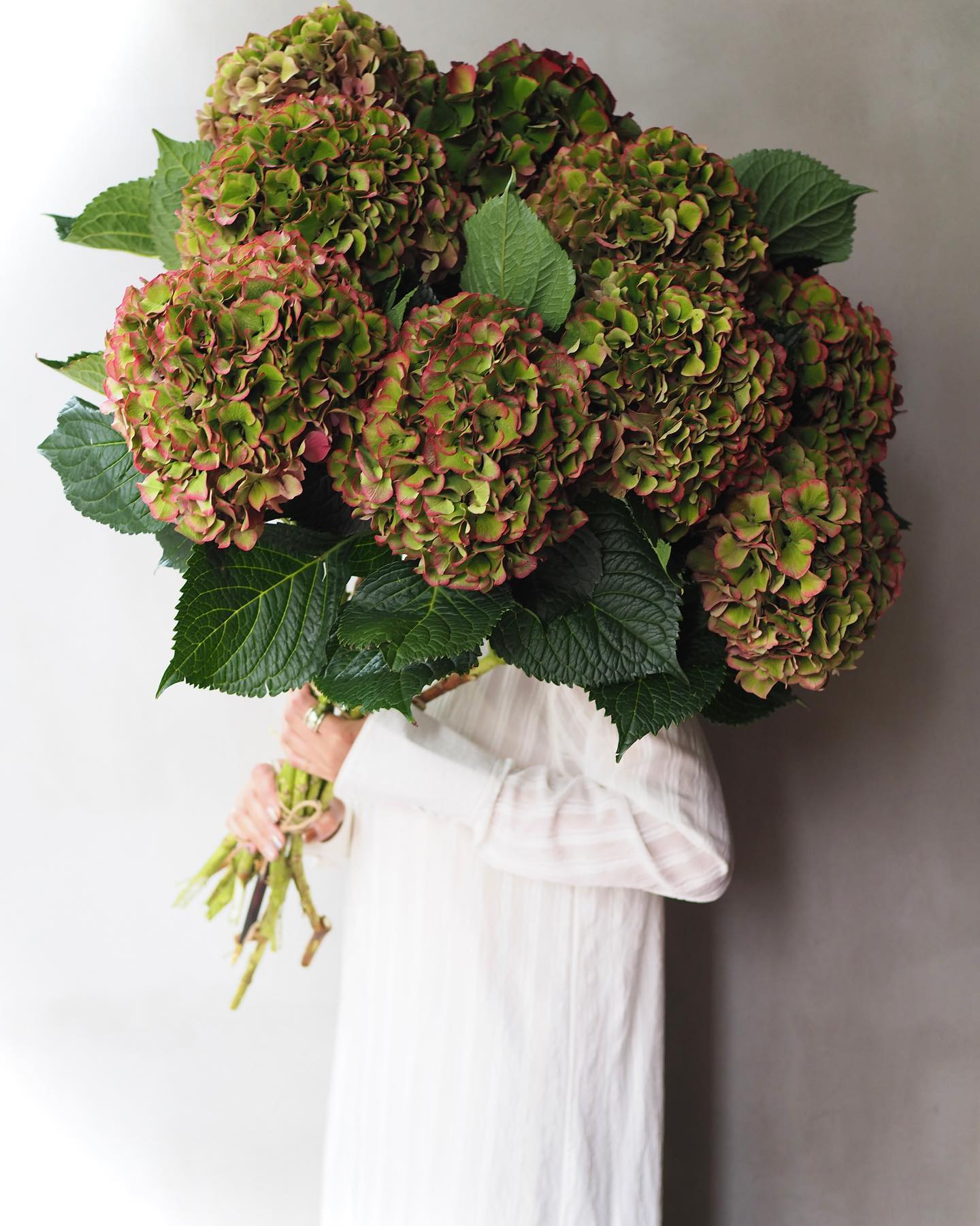 Hydrangea - Royal Palace ( 5 stems )