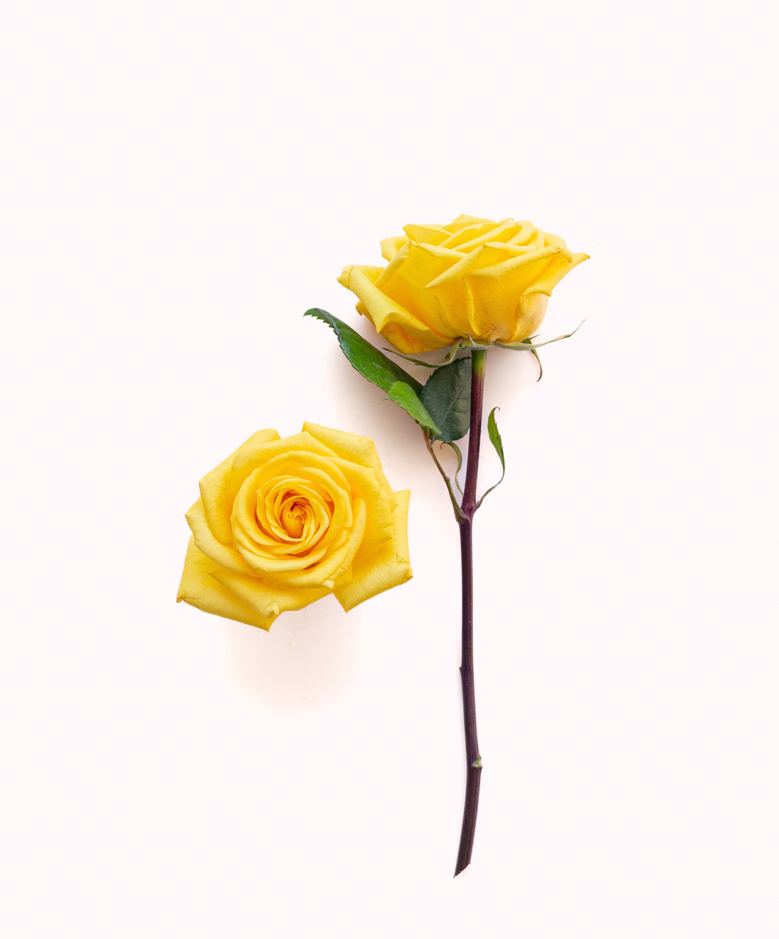 Rose - Golden Yellow (20 Stems)