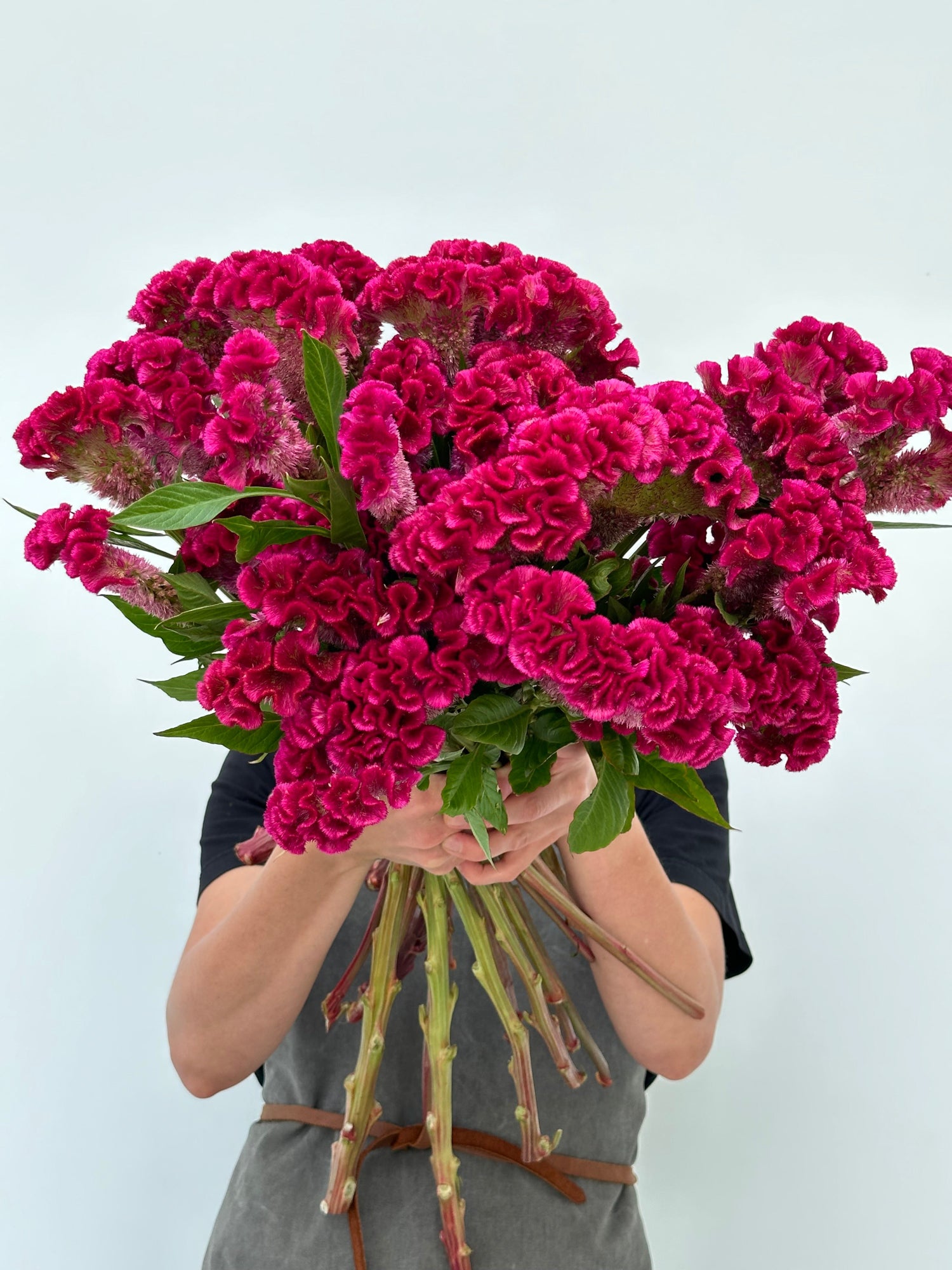 Celosia - Hot Pink (5 Stems)