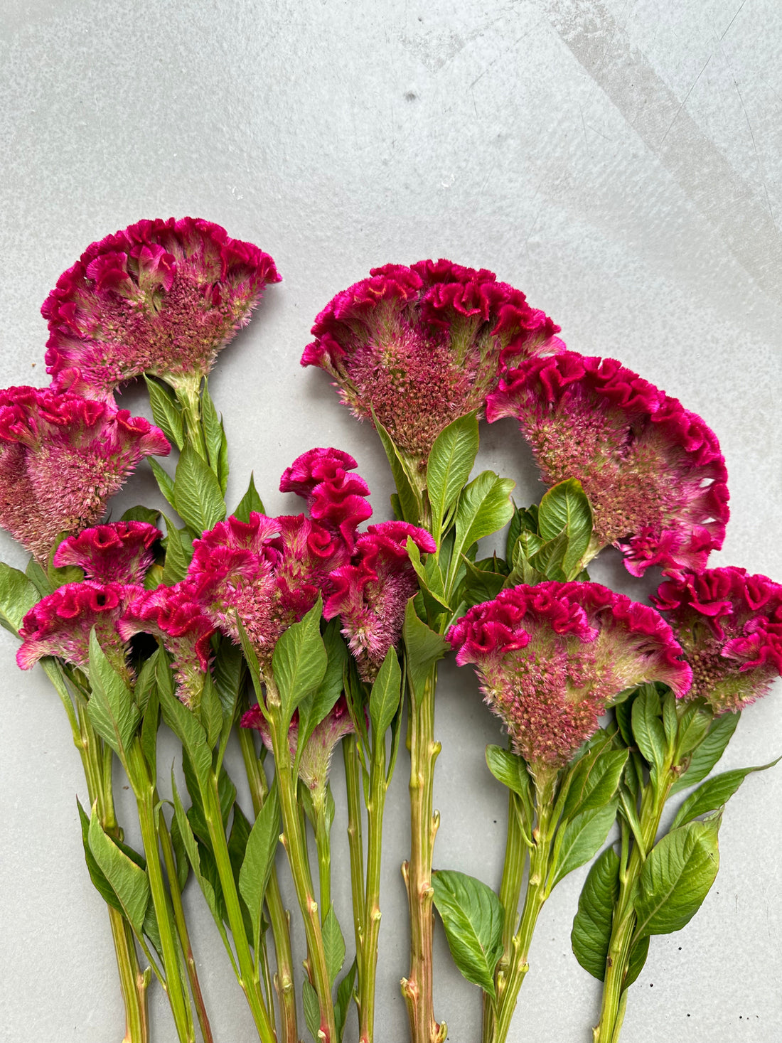 Celosia - Hot Pink (5 Stems)