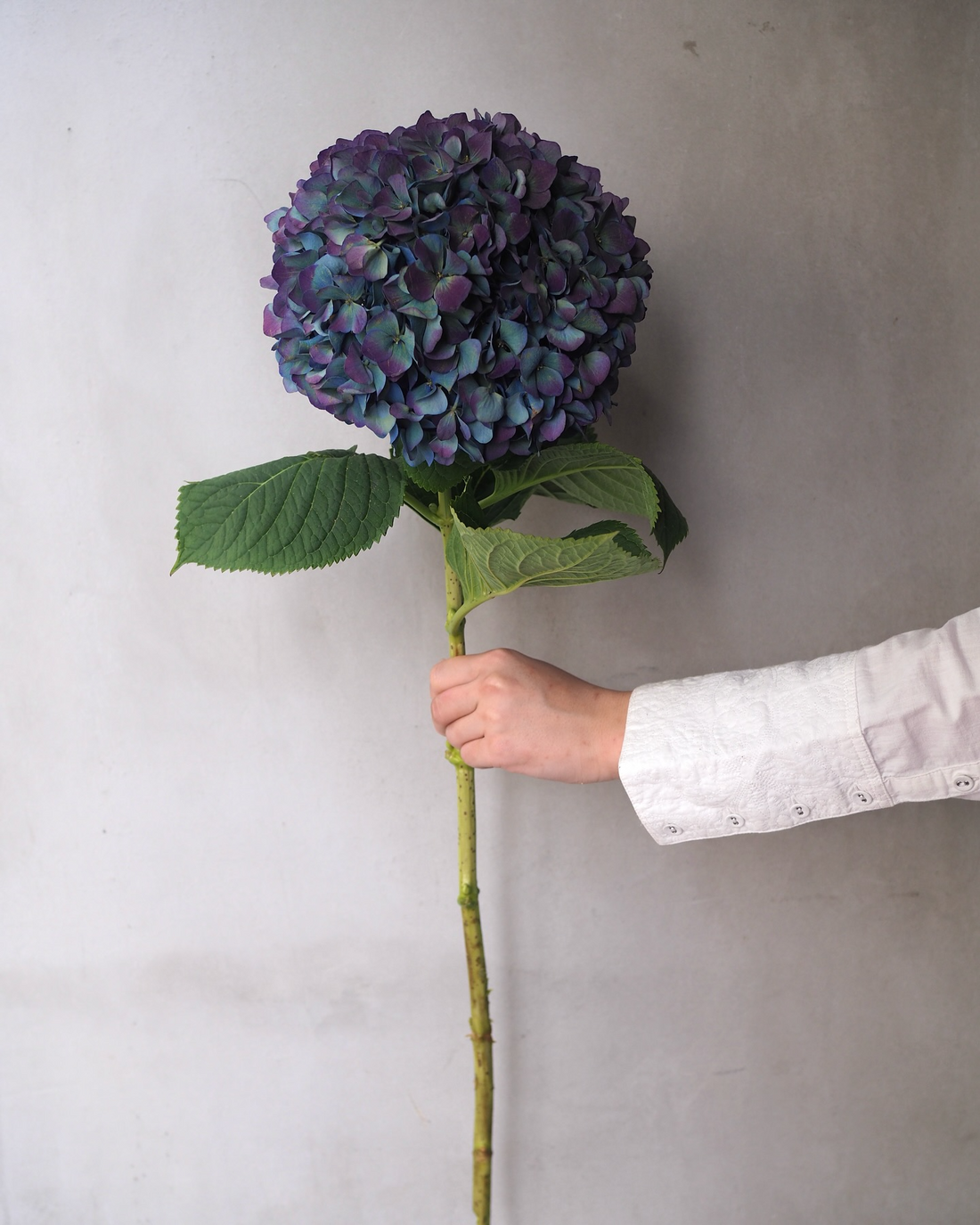 Hydrangea - Premium Aubergine ( 5 Stems )