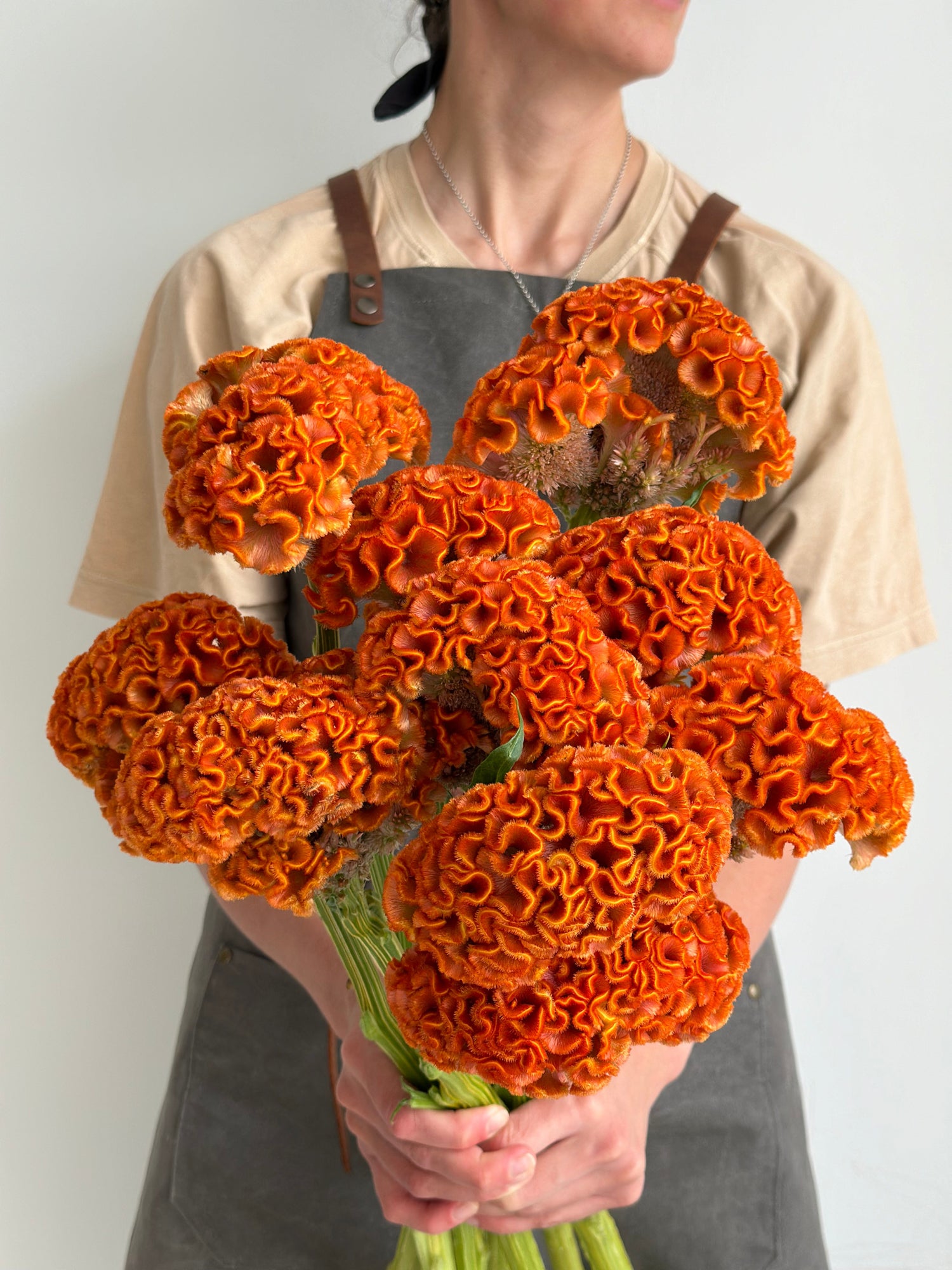 Celosia - Orange (5 Stems)