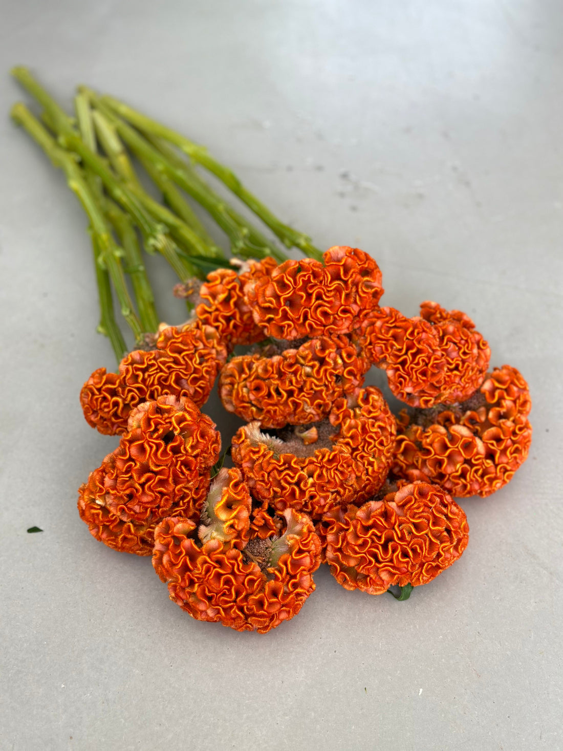 Celosia - Orange (5 Stems)