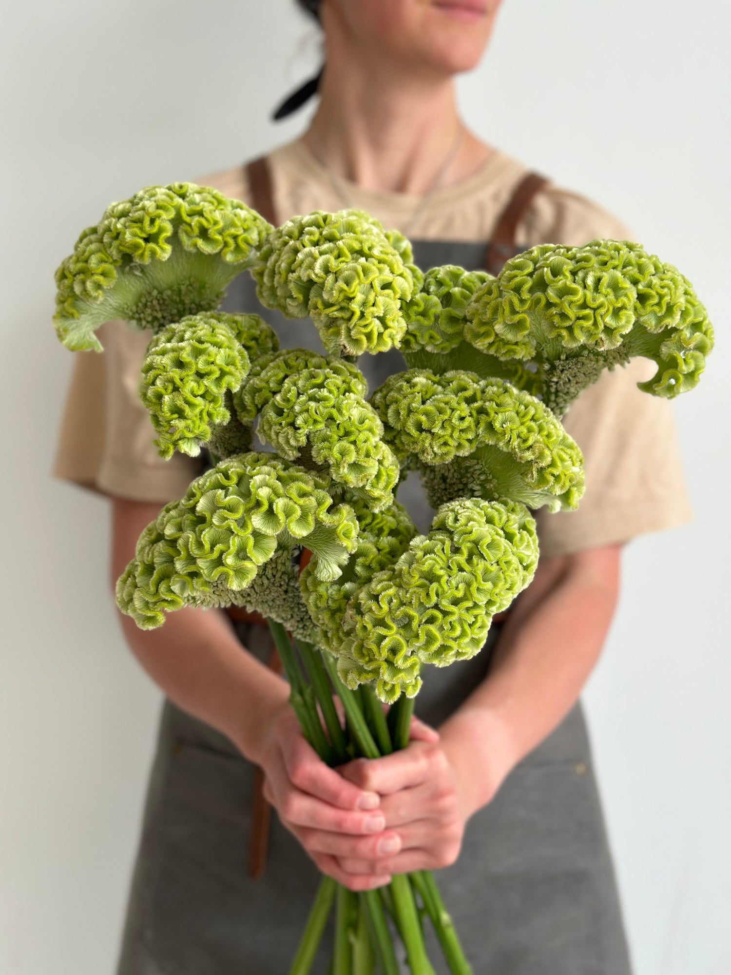 Celosia - Green (5 Stems)