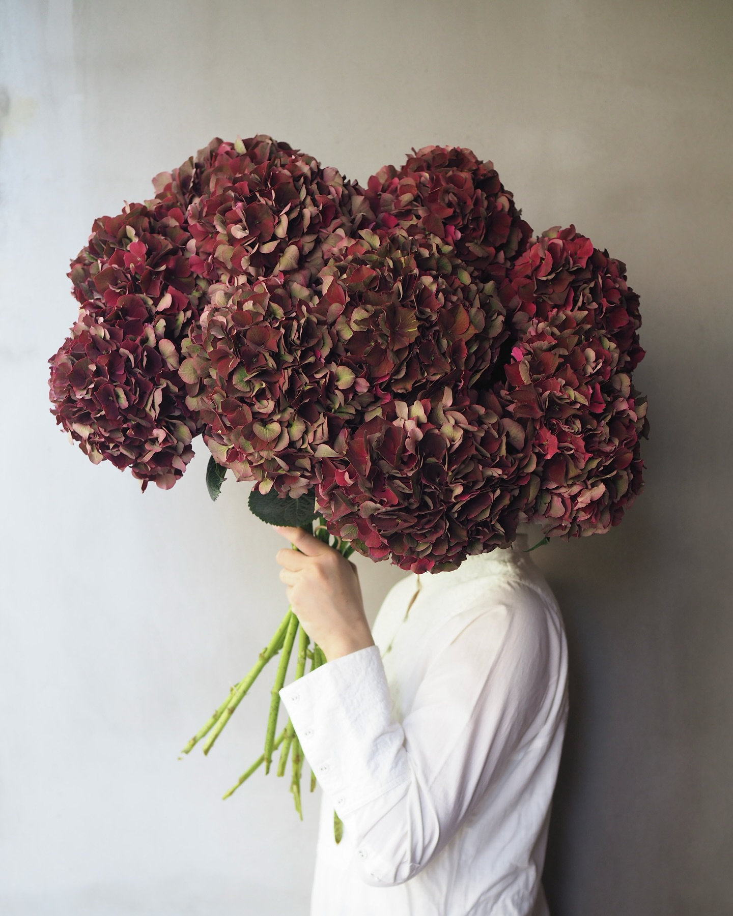 Hydrangea - Premium Tinted Burgundy ( 5 Stems )