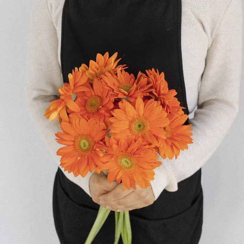 Gerbera - Orange (10 Stems)