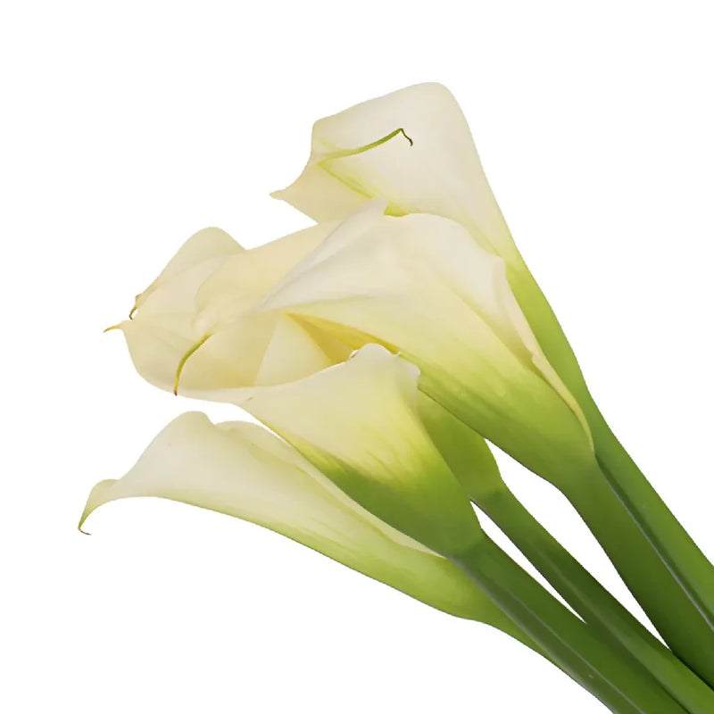 Calla Lily  - White Standard (10 Stems)