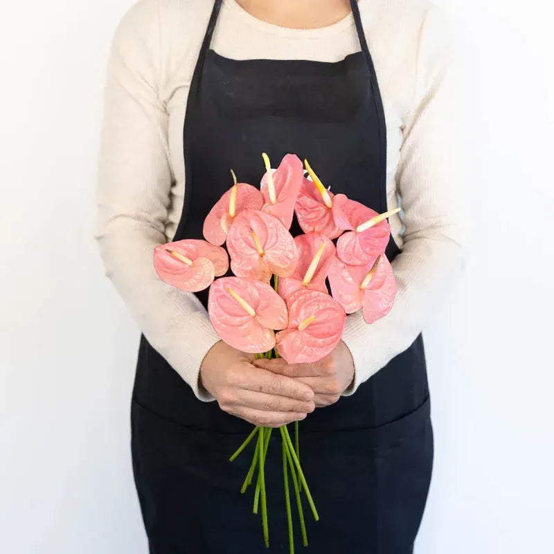 Anthurium - Bubblegum Pink (5 Stems)