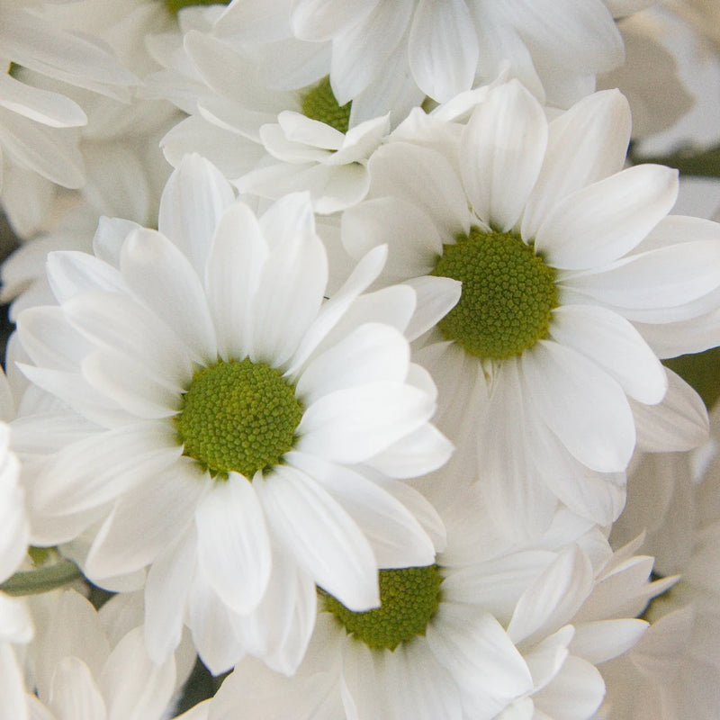 Chrysanthemum - Santini Rossi White (10 Stems)