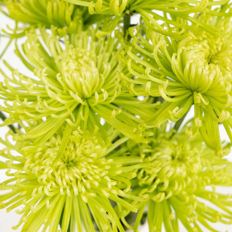 Chrysanthemum - Anastasia Green (15 Stems)