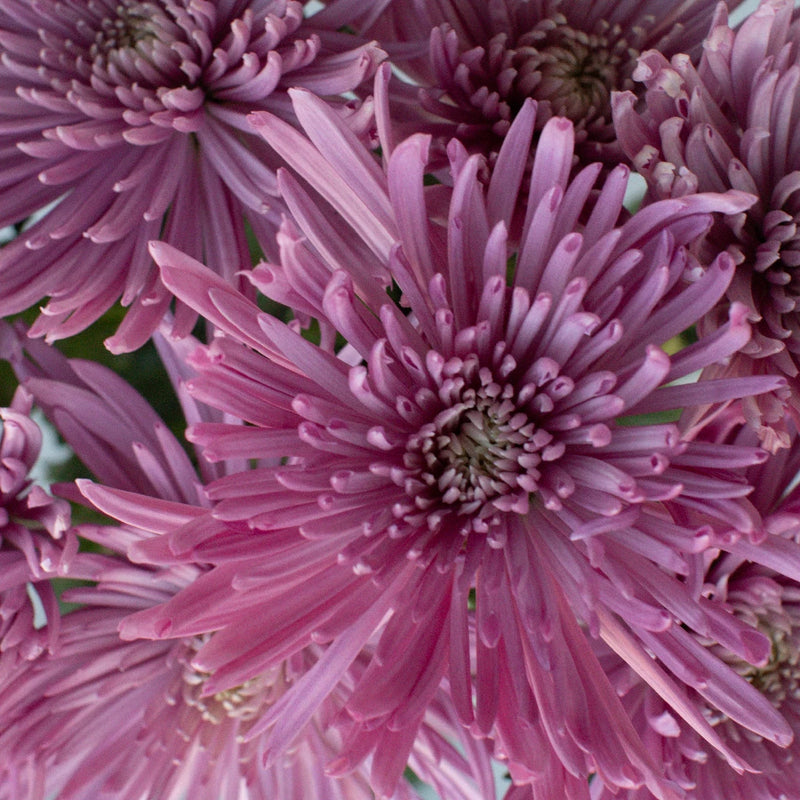 Chrysanthemum - Single Capriool (10 Stems)