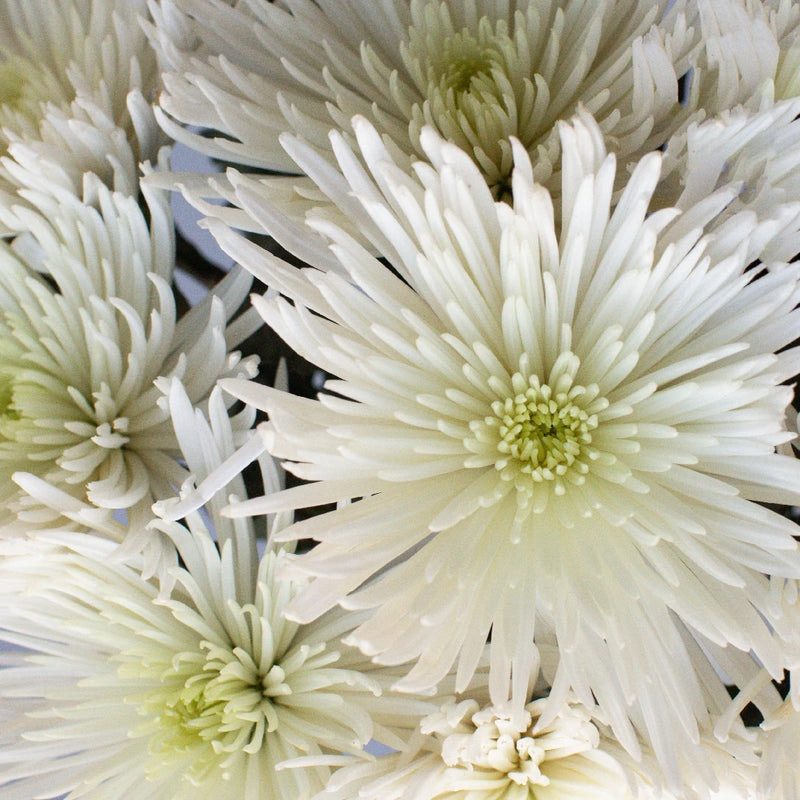 Chrysanthemum - White Spider (10 Stems)