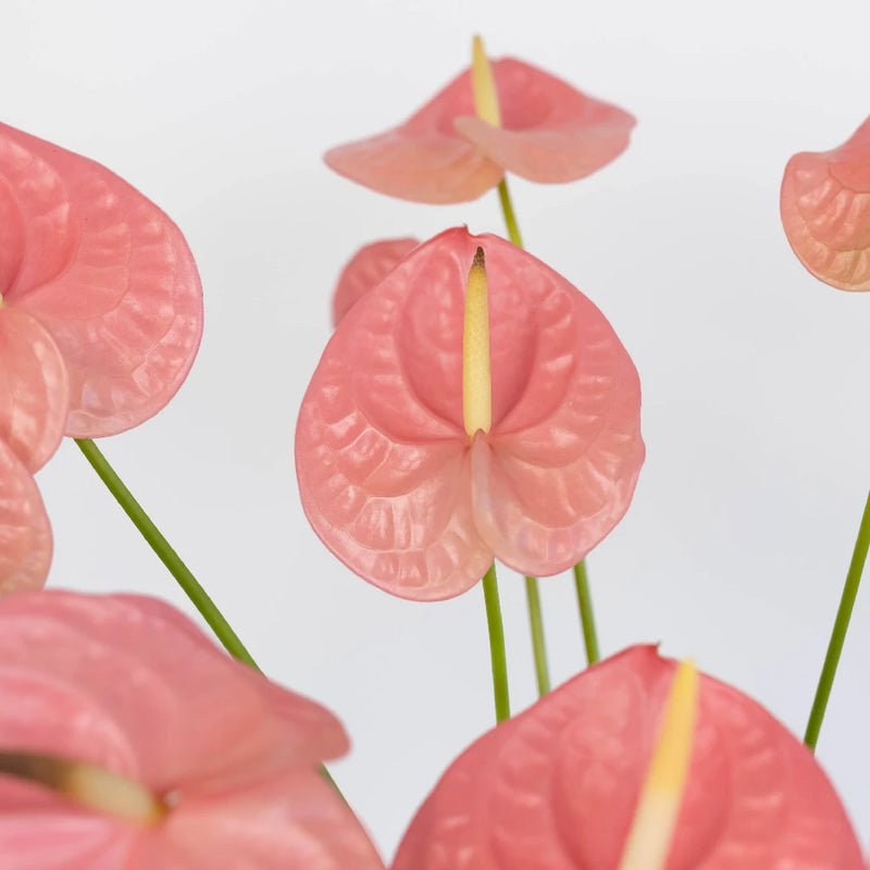 Anthurium - Bubblegum Pink (5 Stems)