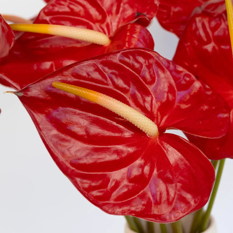 Anthurium - Fire Red (5 Stems)