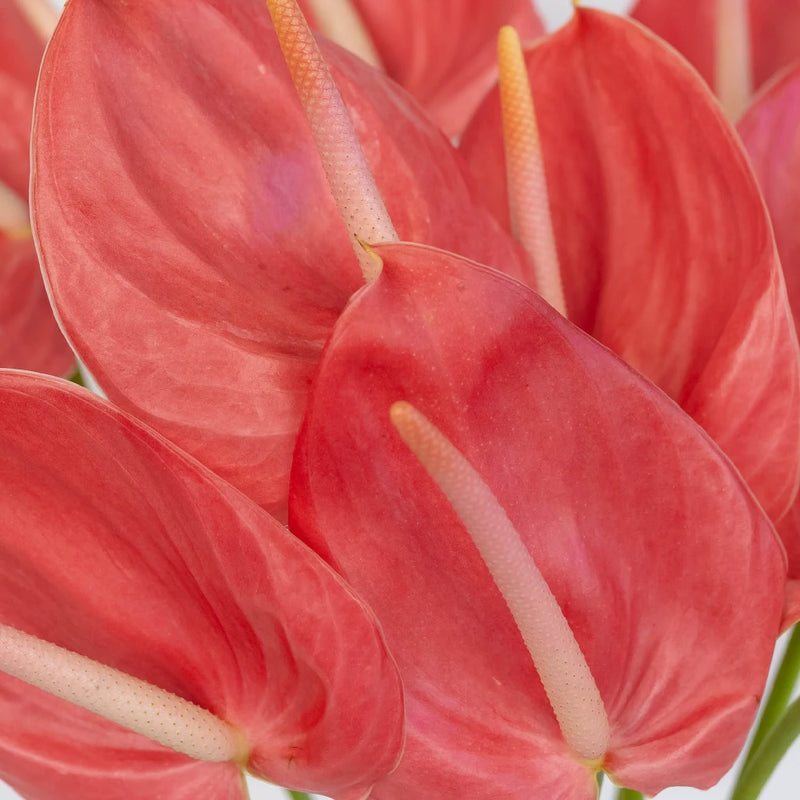 Anthurium - Hot Pink (5 Stems)