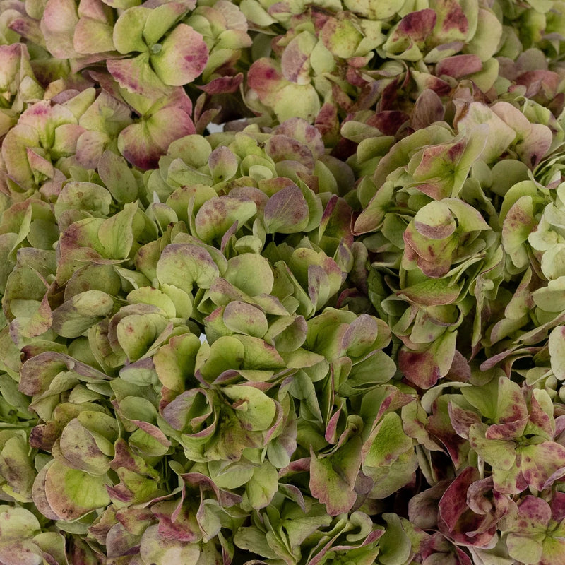 Hydrangea - Antique Green Red Extra (5 Stems)