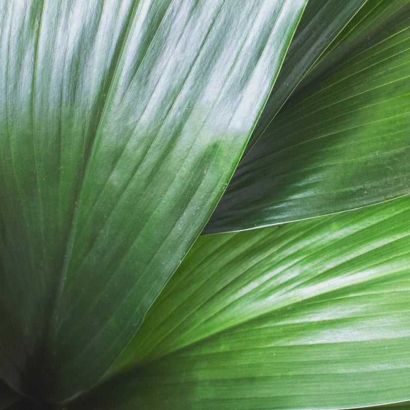 Aspidistra Leaf (5 Stems)