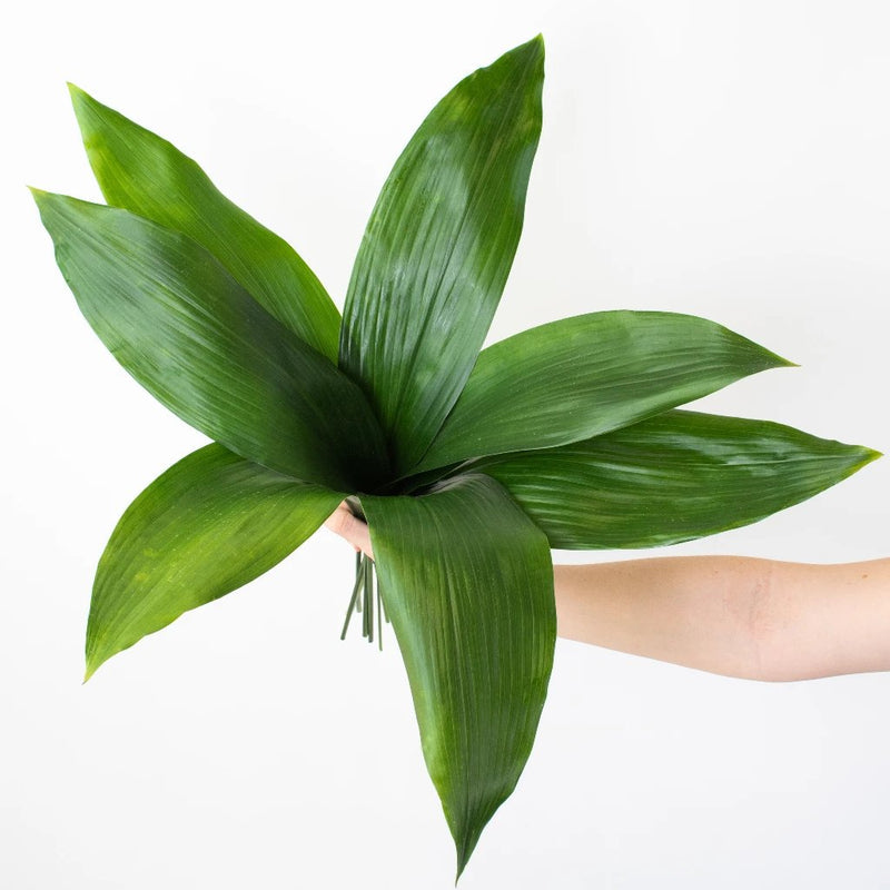 Aspidistra Leaf (5 Stems)