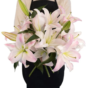 Lily - Blush Oriental (5 Stems)