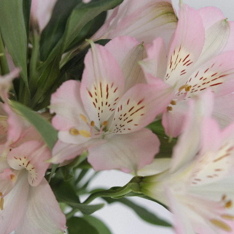 Baby Pink Alstroemeria - Peruvian Lilies (20 Stems)