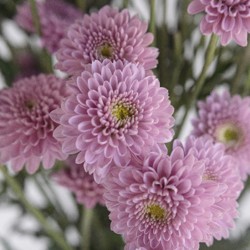 Chrysanthemum - Santini Pink (25 Stems)