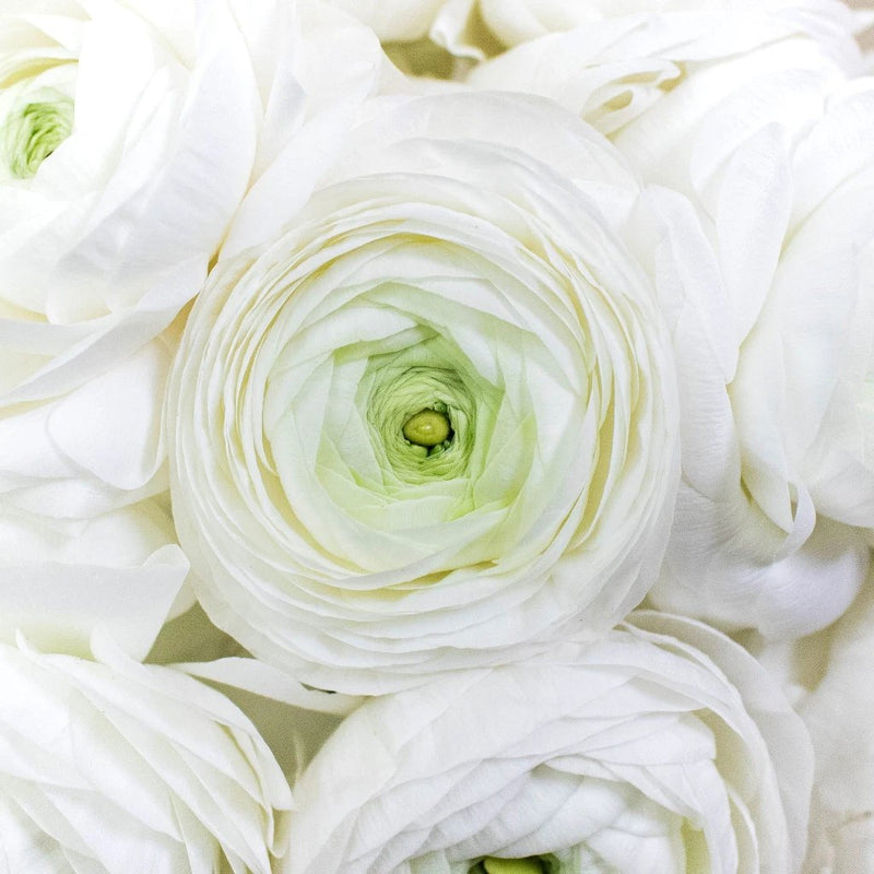 Ranunculus - Fresh White (10 Stems)