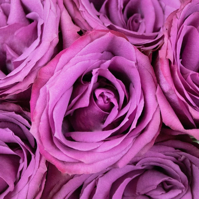 Rose - Deep Purple (20 Stems)