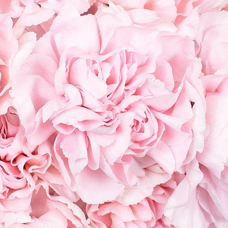 Carnation - Fresh Pink (25 Stems)